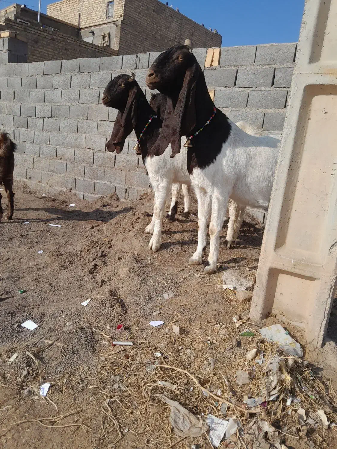 سه پتیری. خالص با یک کامور زرد. همه آبستن با ضمانت|حیوانات مزرعه|تایباد, |دیوار