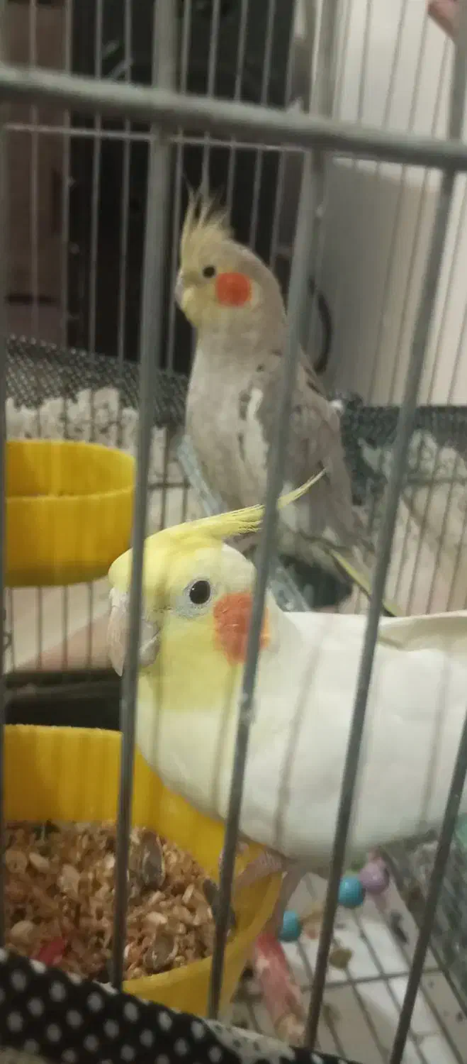 عروس هلندی سالم|پرنده|لالجین, |دیوار