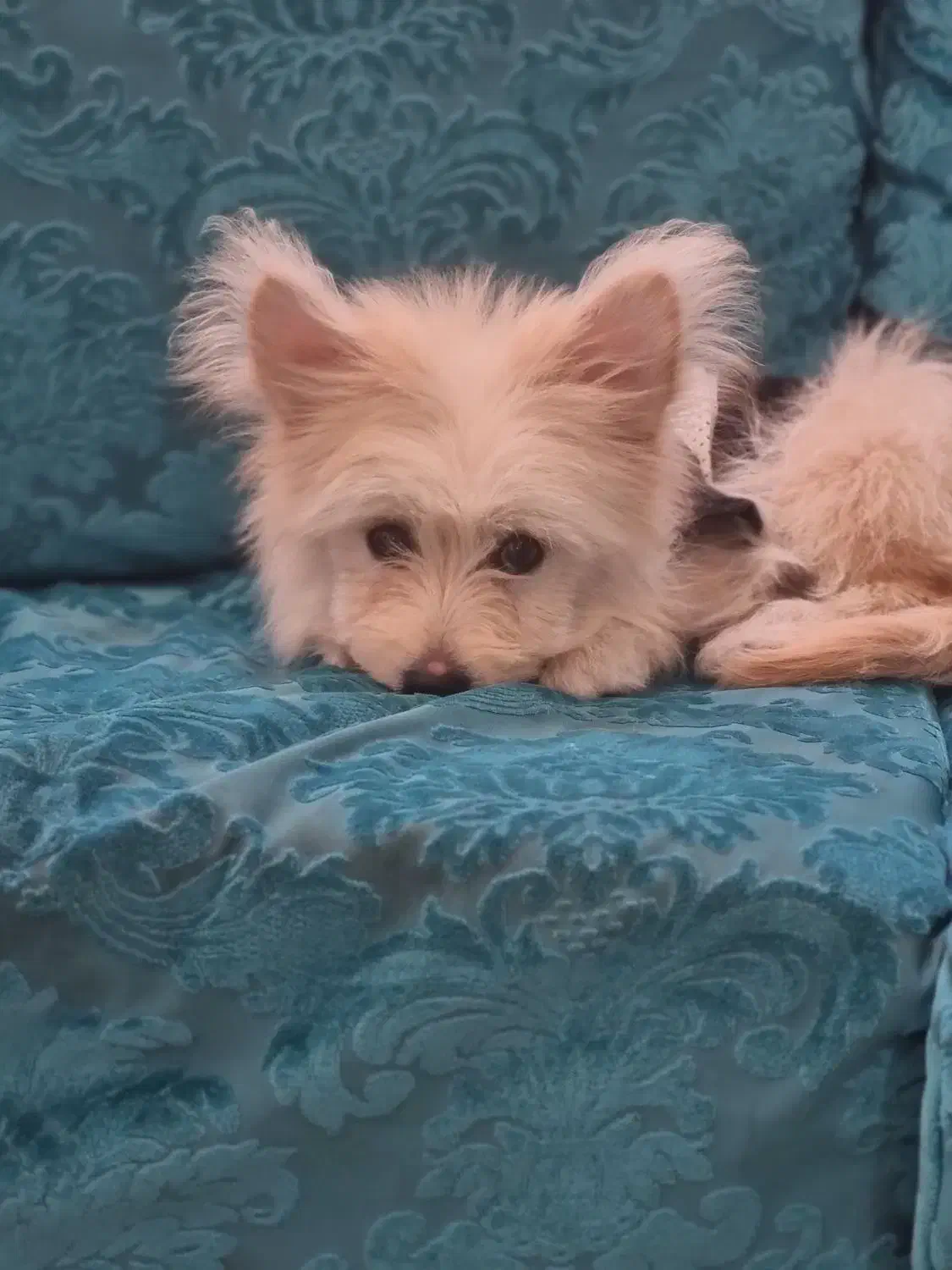 توله اشپیتز پامر|سگ|پرند, فاز ۶|دیوار