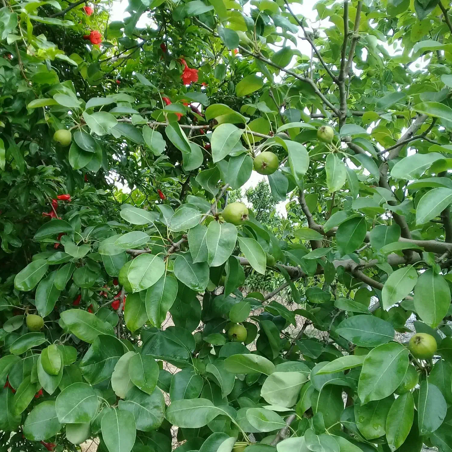 فروش باغ|فروش دفتر صنعتی، کشاورزی، تجاری|ساری, |دیوار