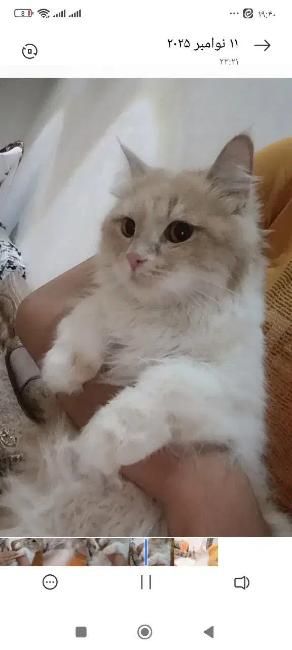 گربه یک سر از نژاد پرشین|گربه|قم, شهرک قدس|دیوار