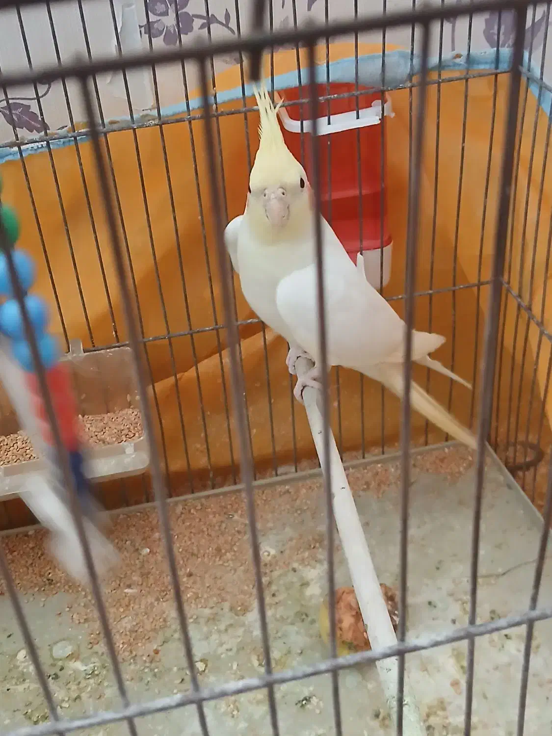 عروس هلندی|پرنده|یزد, |دیوار