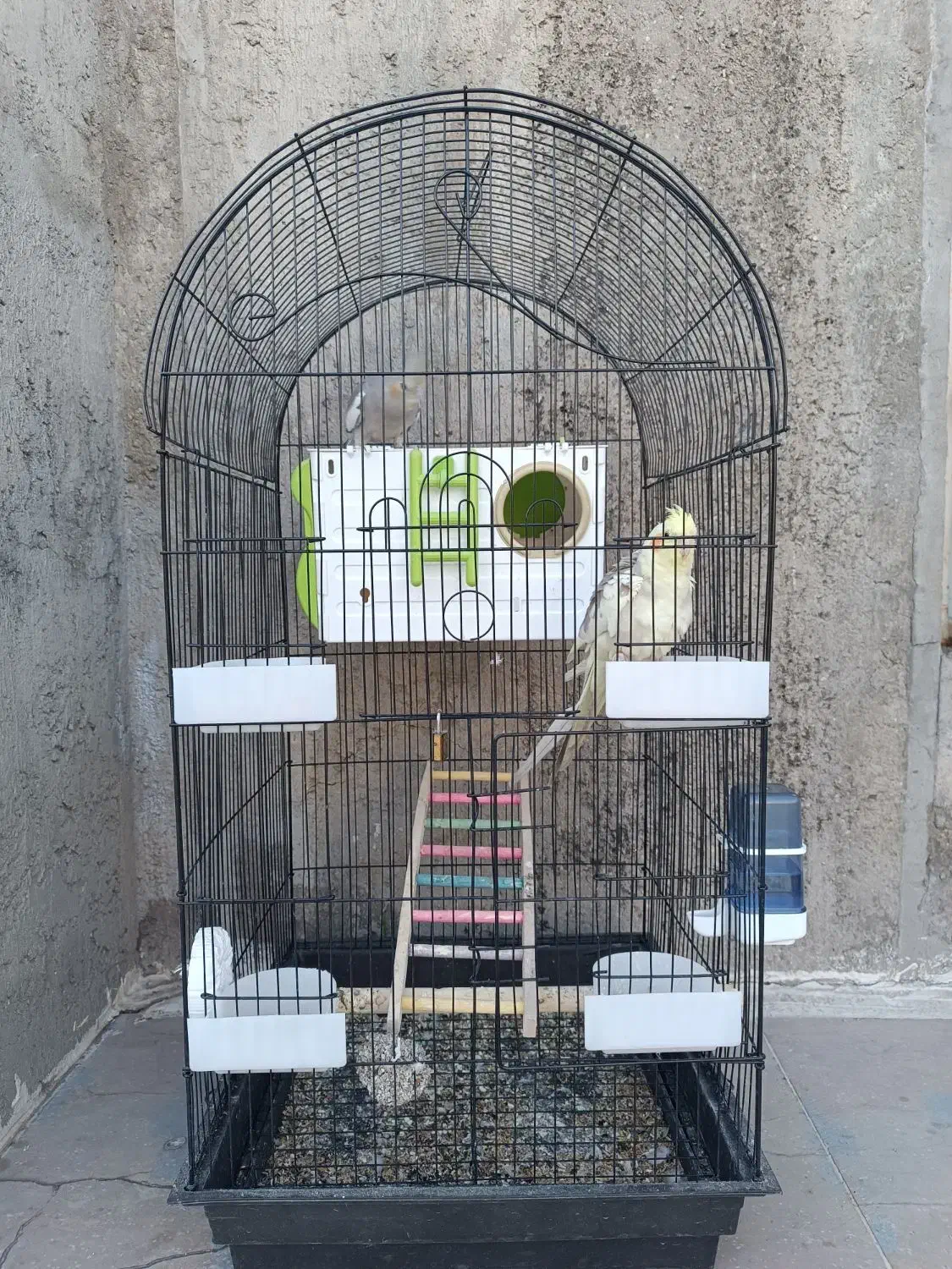 یه جفت جوجه عروس هلندی ۴ ماه|پرنده|چرام, |دیوار