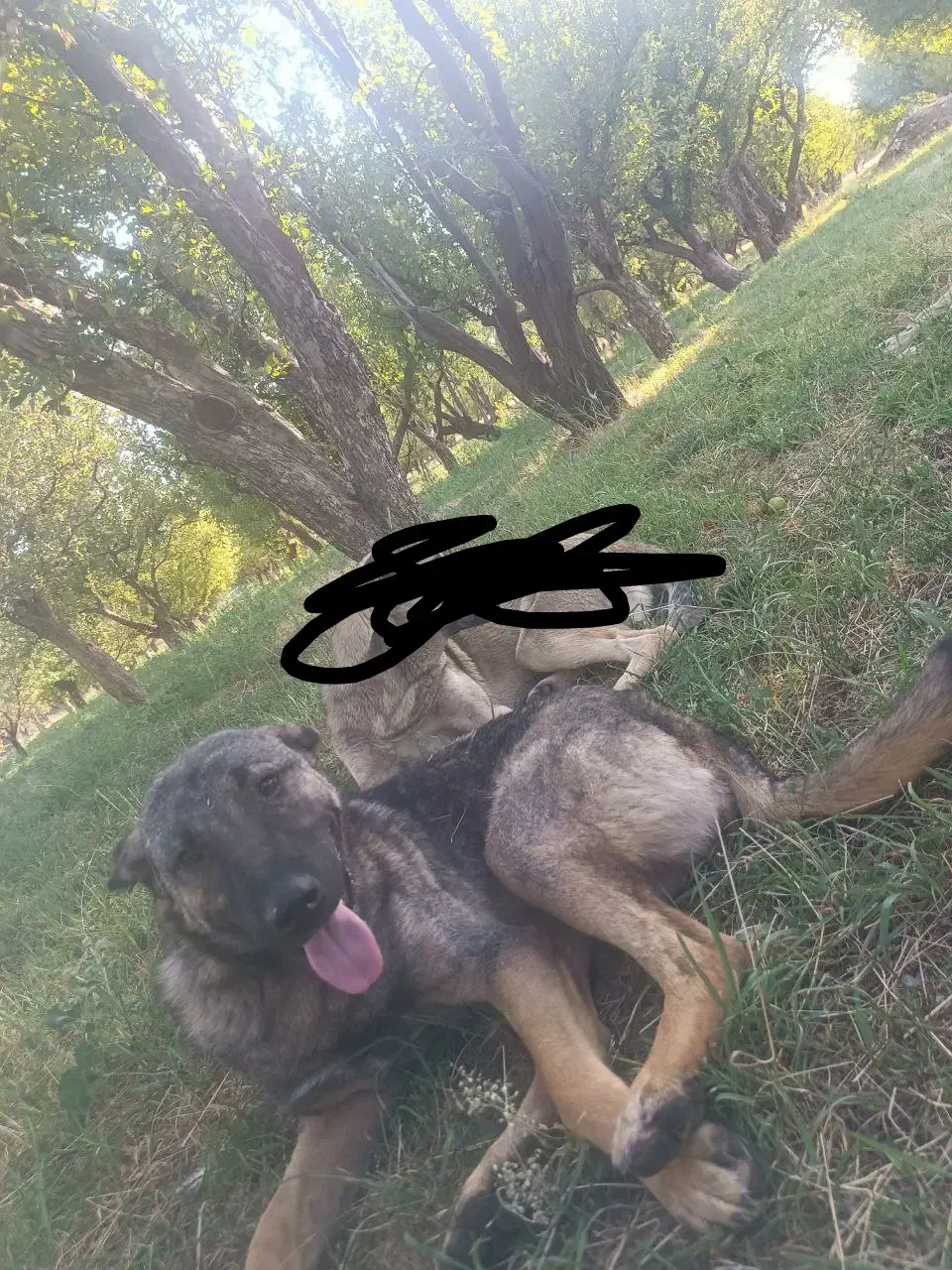 واگذاری ماده عراقی|سگ|سراجو, |دیوار