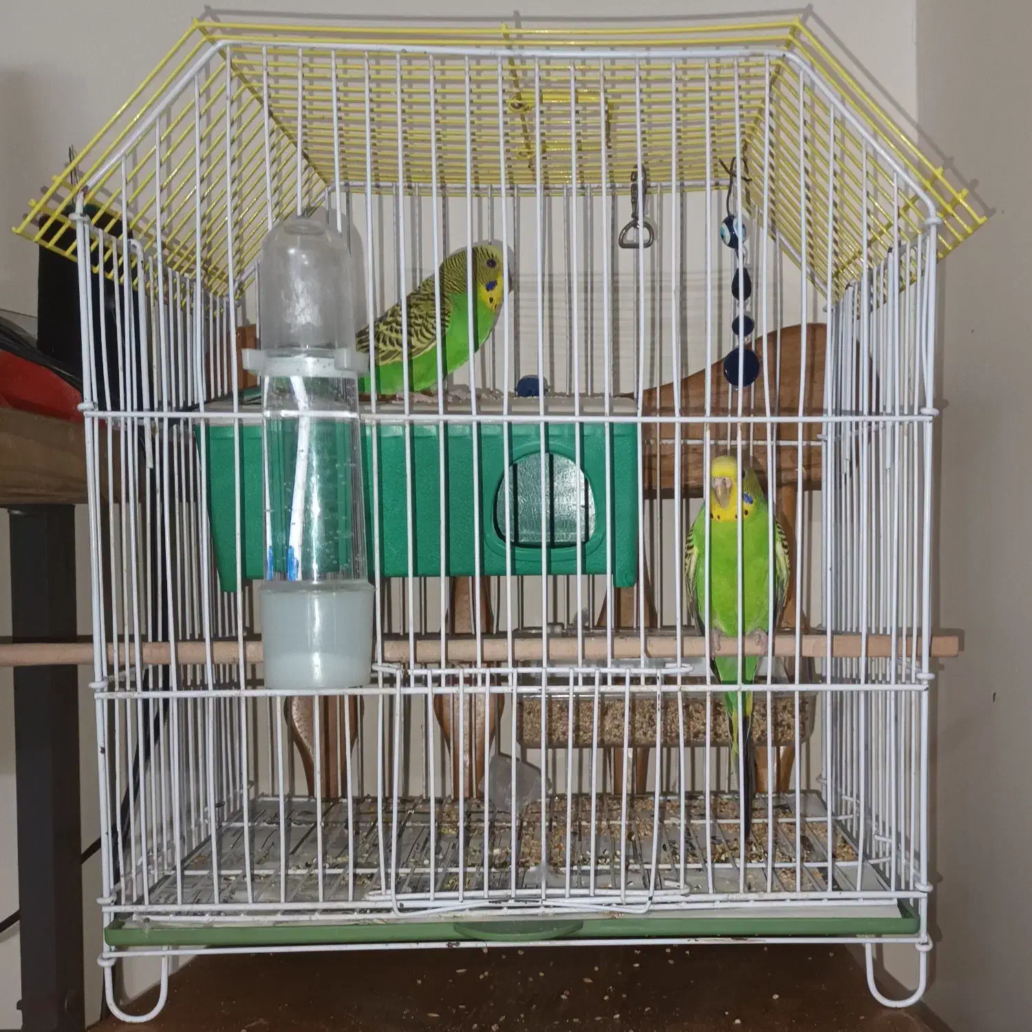 مرغ عشق جفت کاملاً دستی رام و اروم|پرنده|تهران, وحیدیه|دیوار