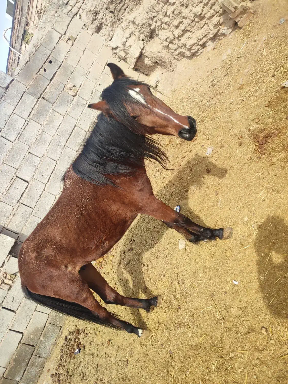 اسب|اسب و تجهیزات اسبسواری|تربت جام, میان جام|دیوار