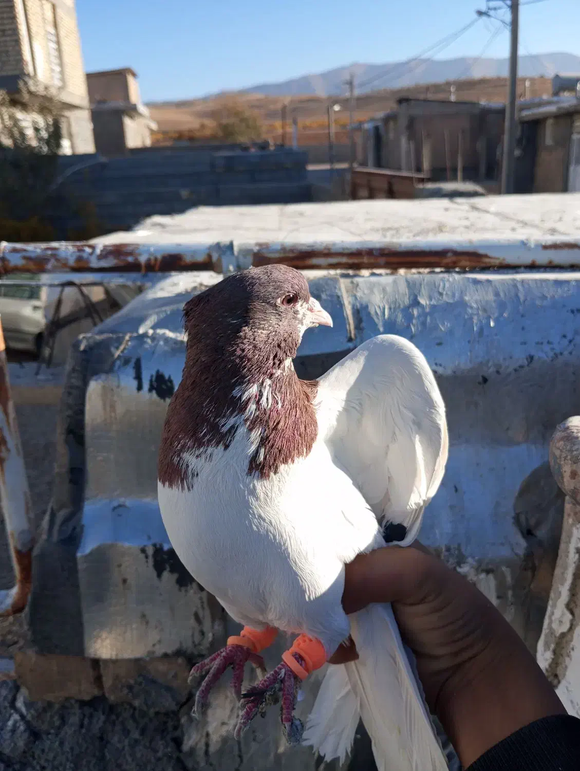 کبوتر شهری جفتی|پرنده|ارژن, |دیوار