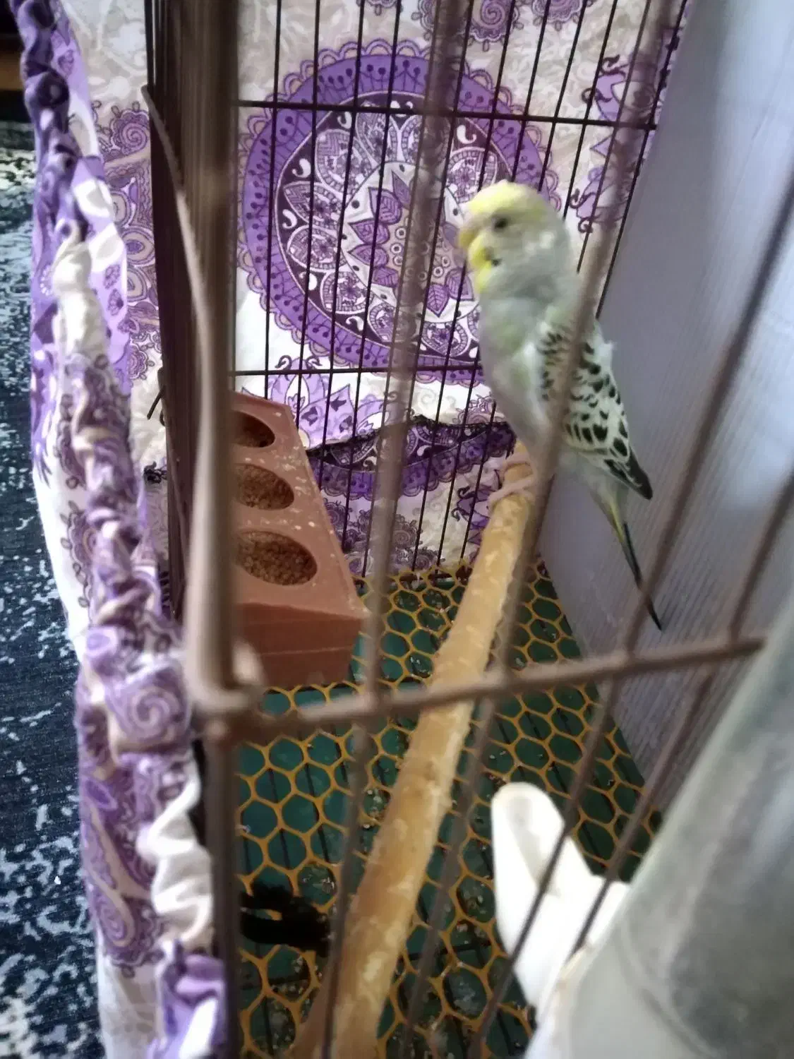 مرغ عشق سخنگو|پرنده|گرگان, |دیوار