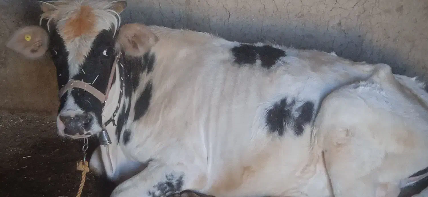 یک راس گاو جوان به فروش می رسد|حیوانات مزرعه|شوشتر, |دیوار