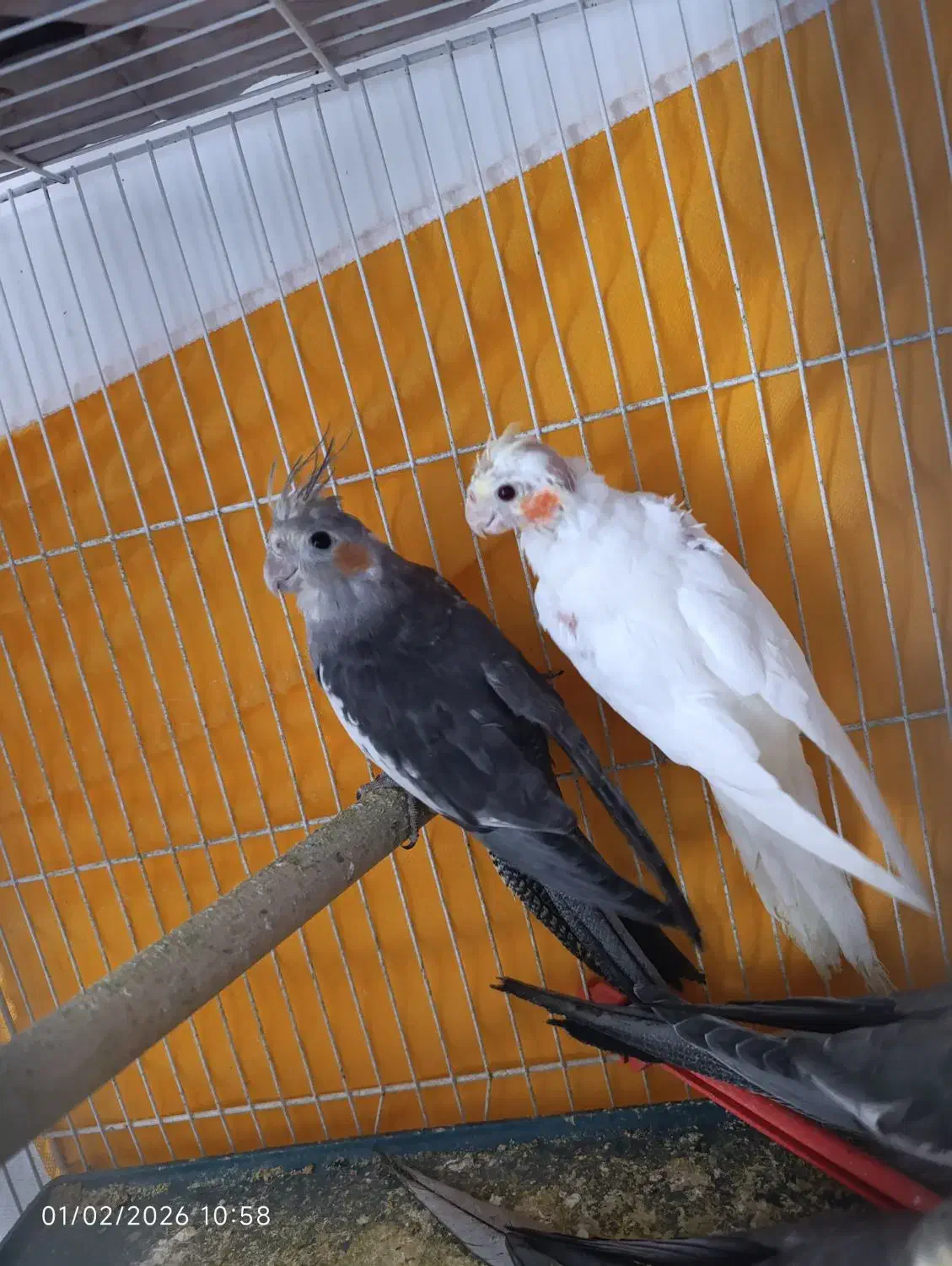 عروس هلندی|پرنده|مشهد, شیرحصار|دیوار