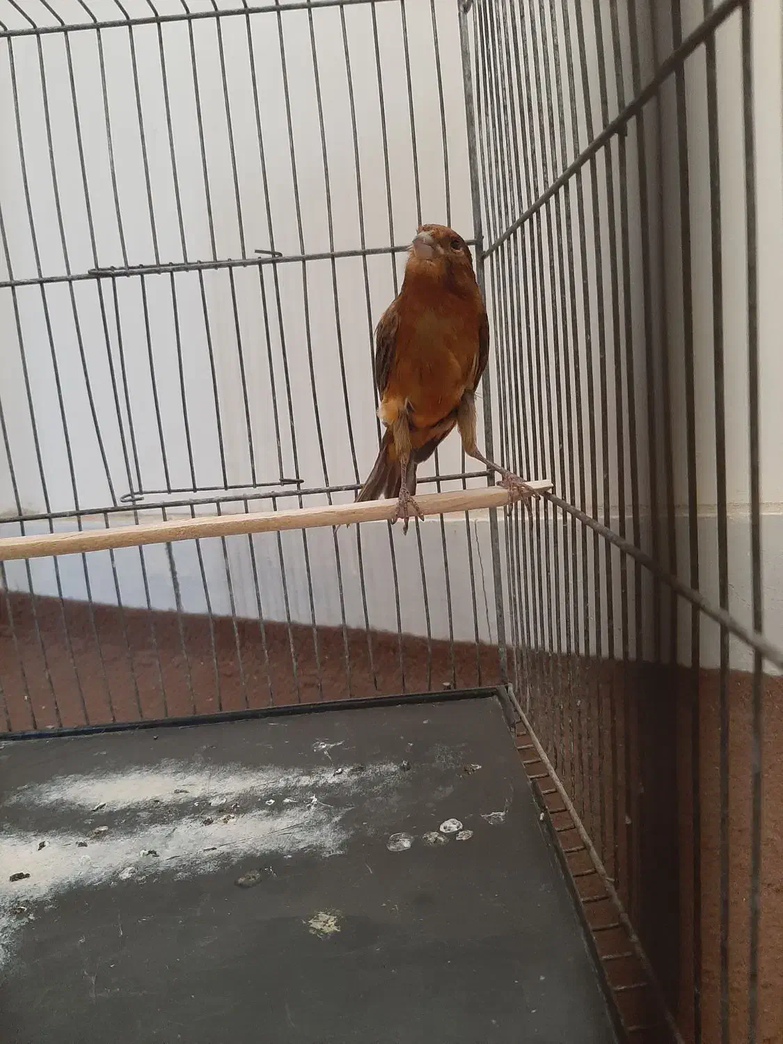 جونه ماده|پرنده|بروجرد, |دیوار