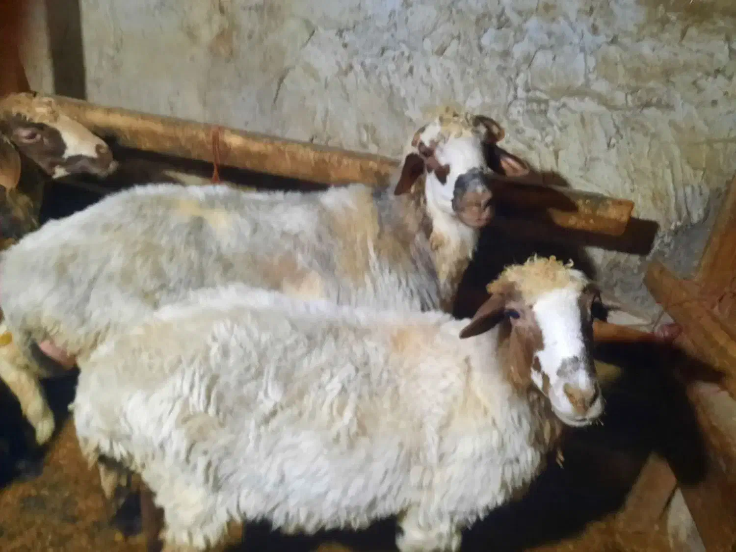 گوسفند نر تخمی نژاد تاب عالی|حیوانات مزرعه|آلاشت, |دیوار