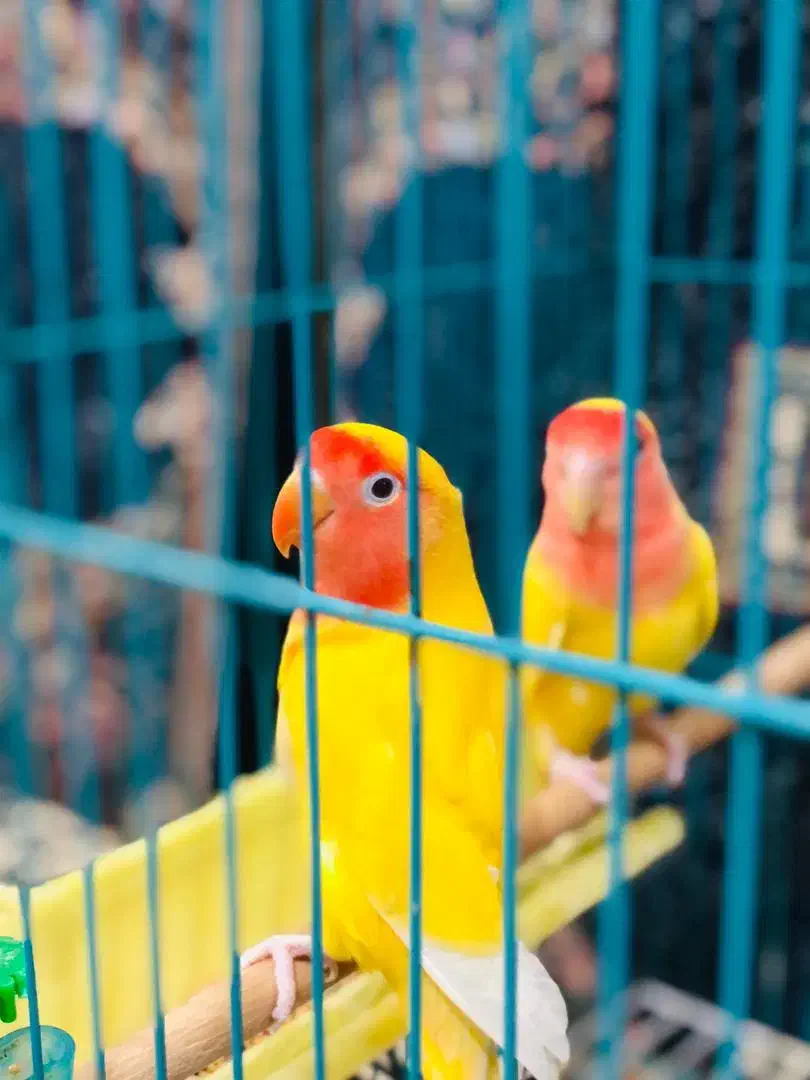 طوطی برزیلی|پرنده|اهواز, پردیس|دیوار