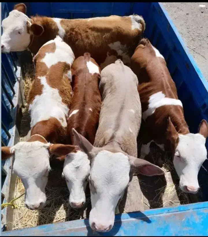 نمایندگی فروش گوساله سیمینتال ،هلشتاسن ،دورگه|حیوانات مزرعه|تبریز, |دیوار