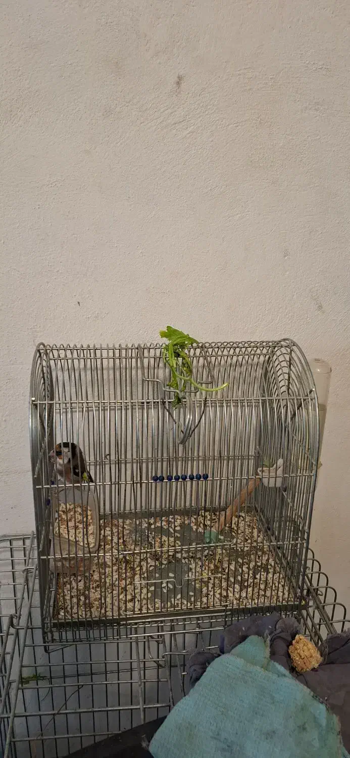 سهره ماده سهره خاکی|پرنده|کرمانشاه, |دیوار