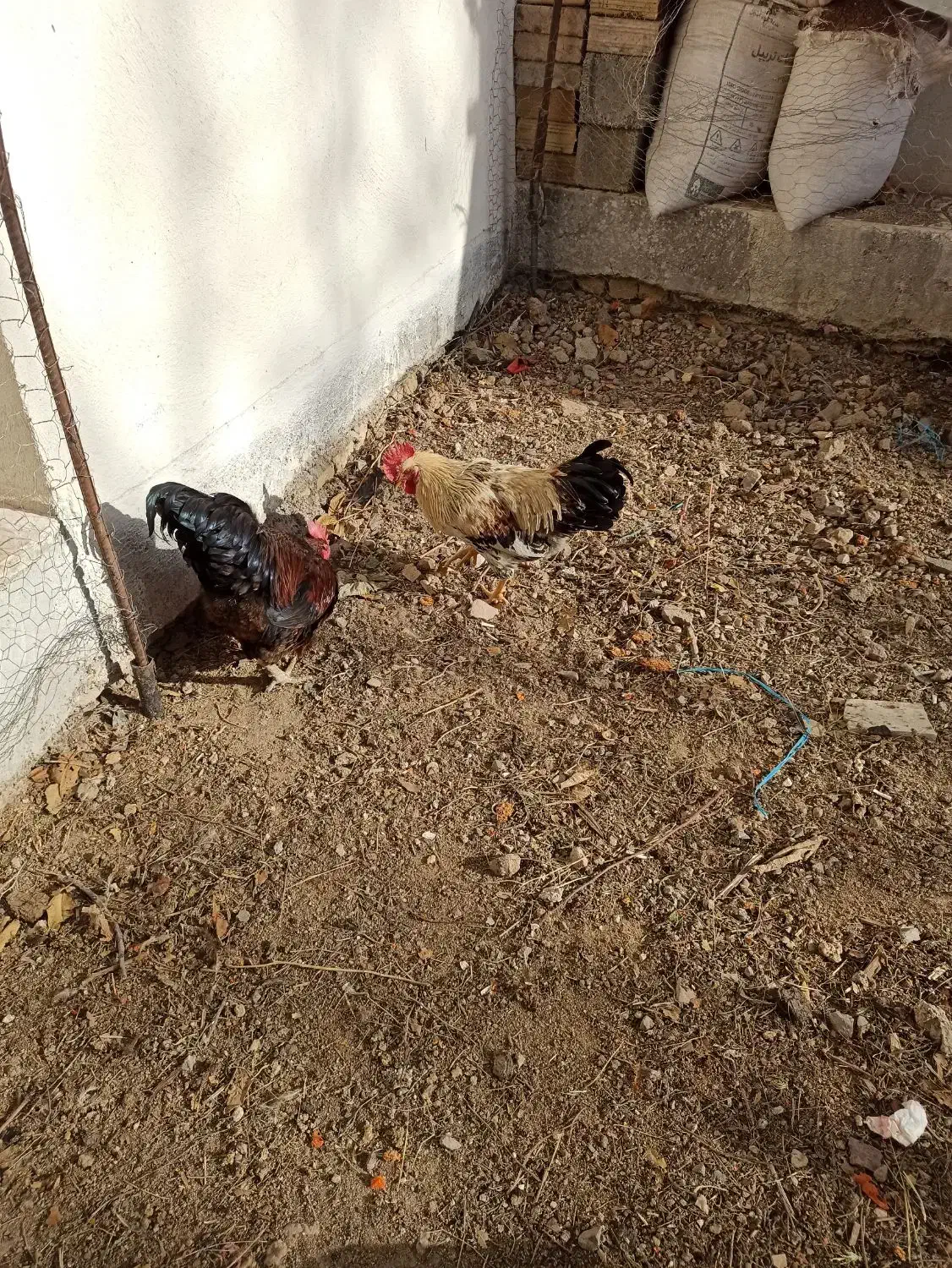 خروس محلی|حیوانات مزرعه|آبیک, |دیوار