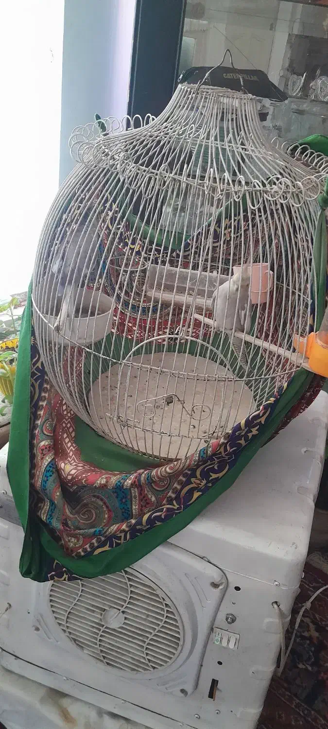 عروس هلندی|پرنده|طرقبه, |دیوار