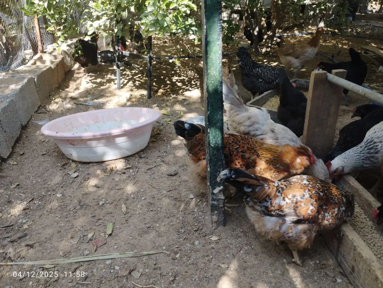 مرغ محلی|حیوانات مزرعه|برازجان, |دیوار