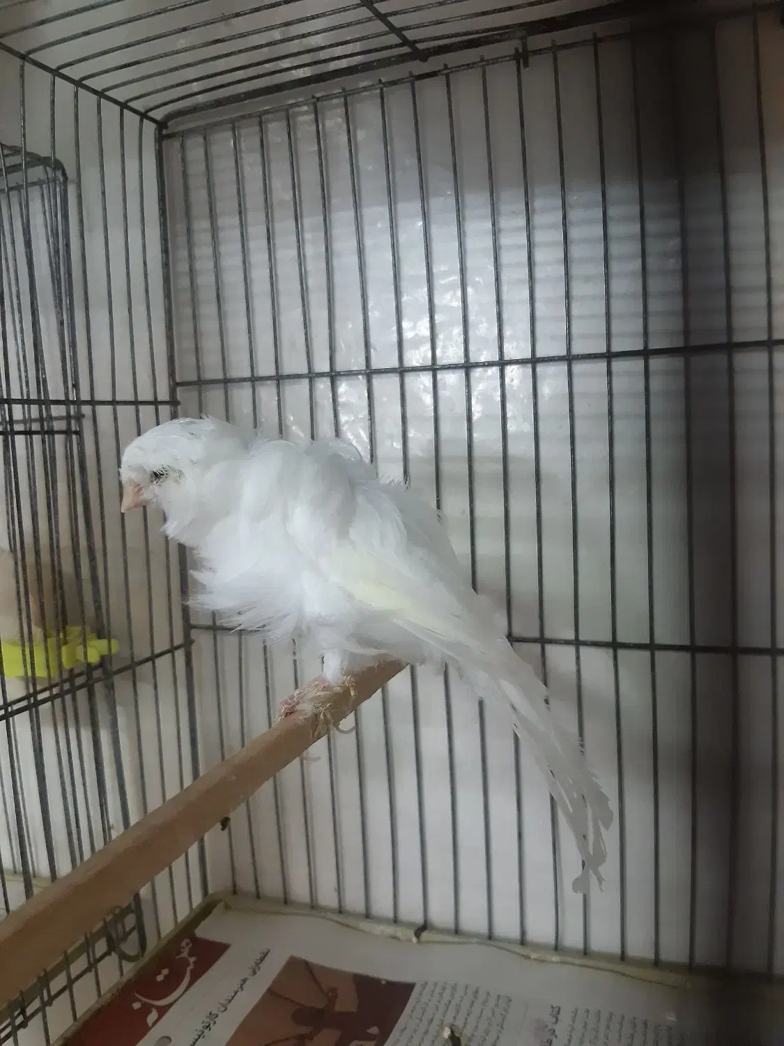 قناری فر سفید|پرنده|همدان, |دیوار