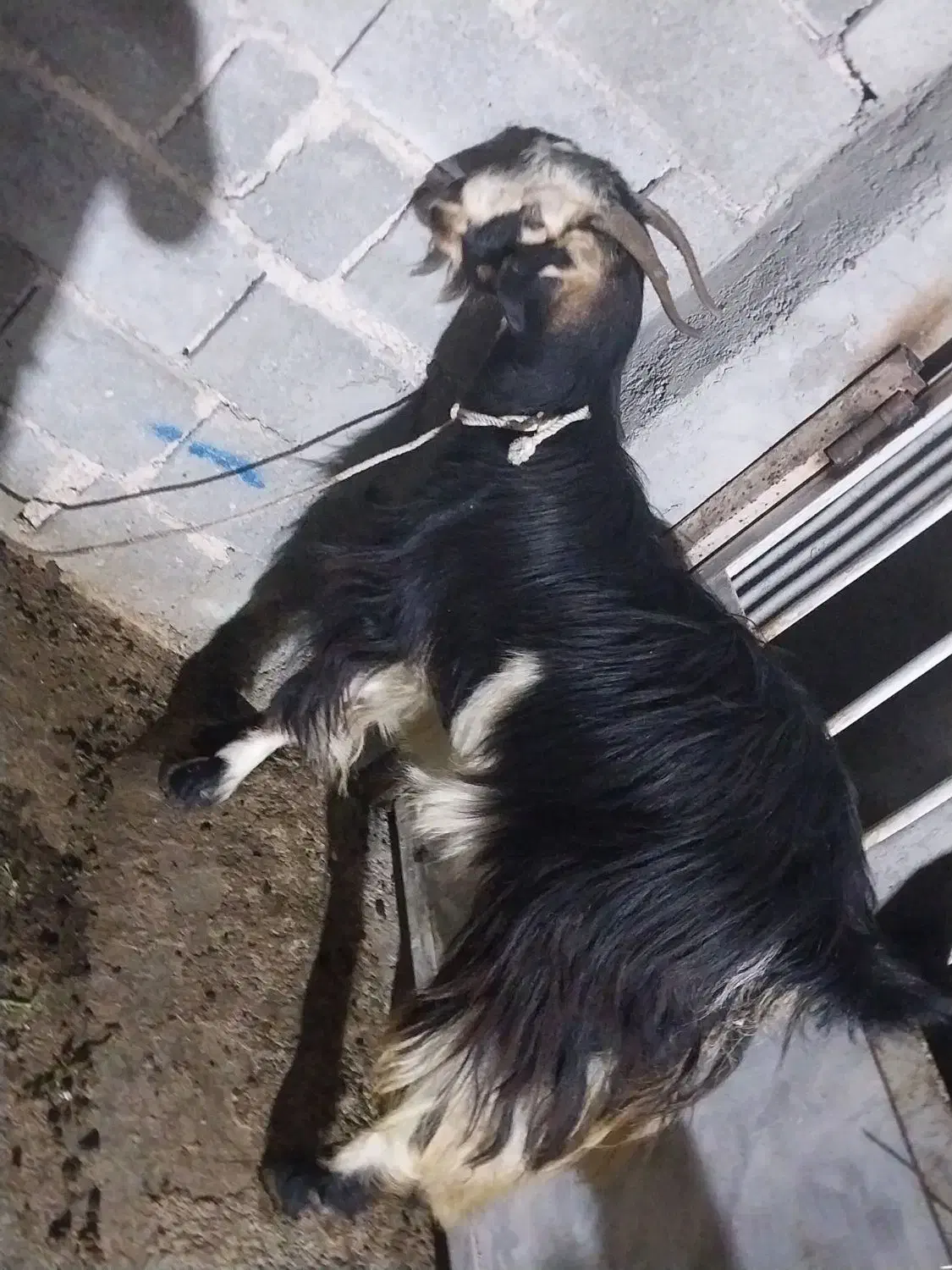 فروش حیوان|حیوانات مزرعه|کازرون, |دیوار