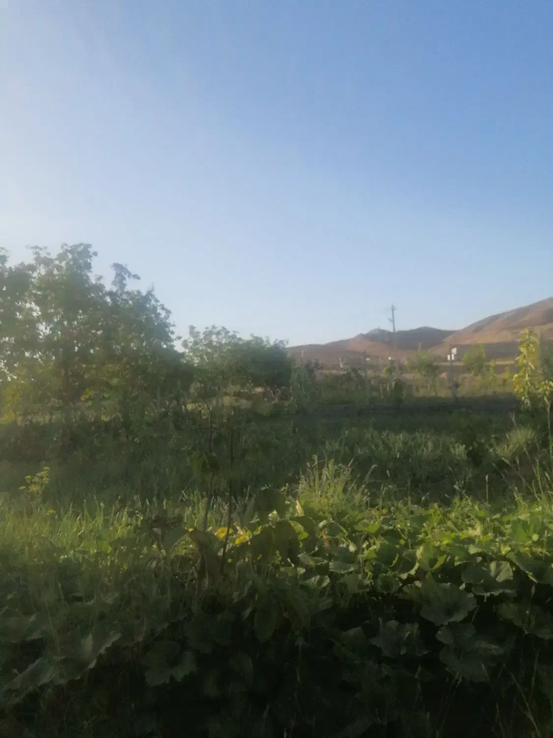 باغ. زمین. کلاته نقی.|فروش زمین و ملک کلنگی|بجنورد, |دیوار