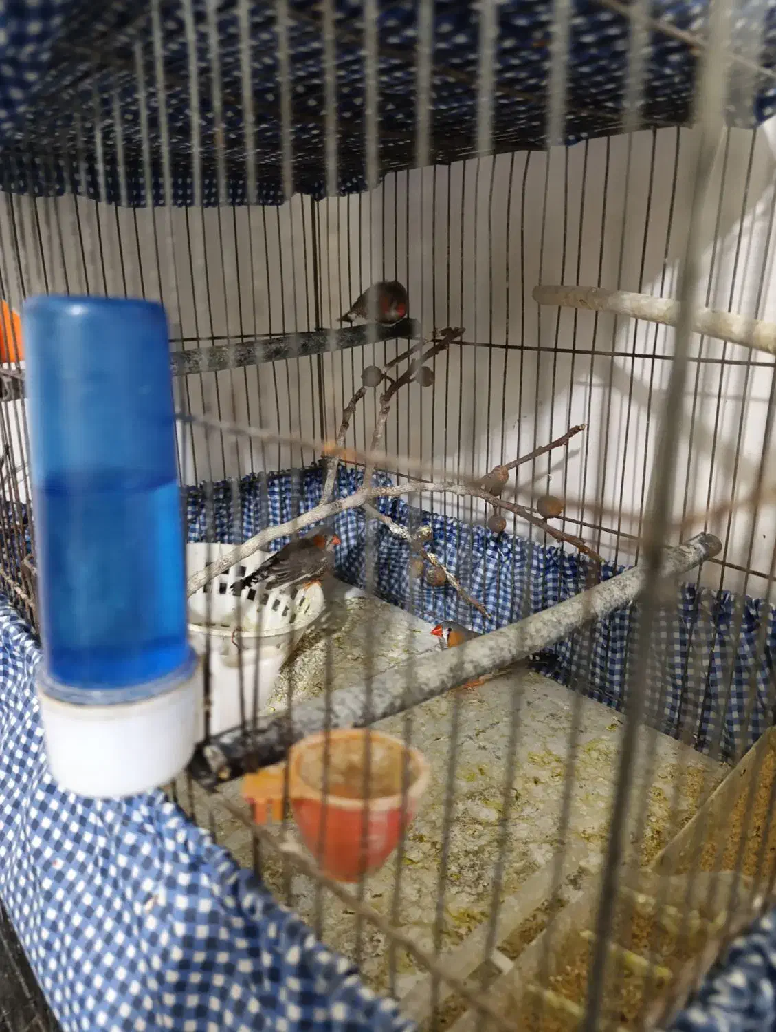 فنچ|پرنده|همدان, |دیوار