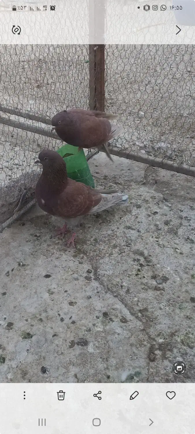 کبوتر|پرنده|خمینی‌شهر, |دیوار