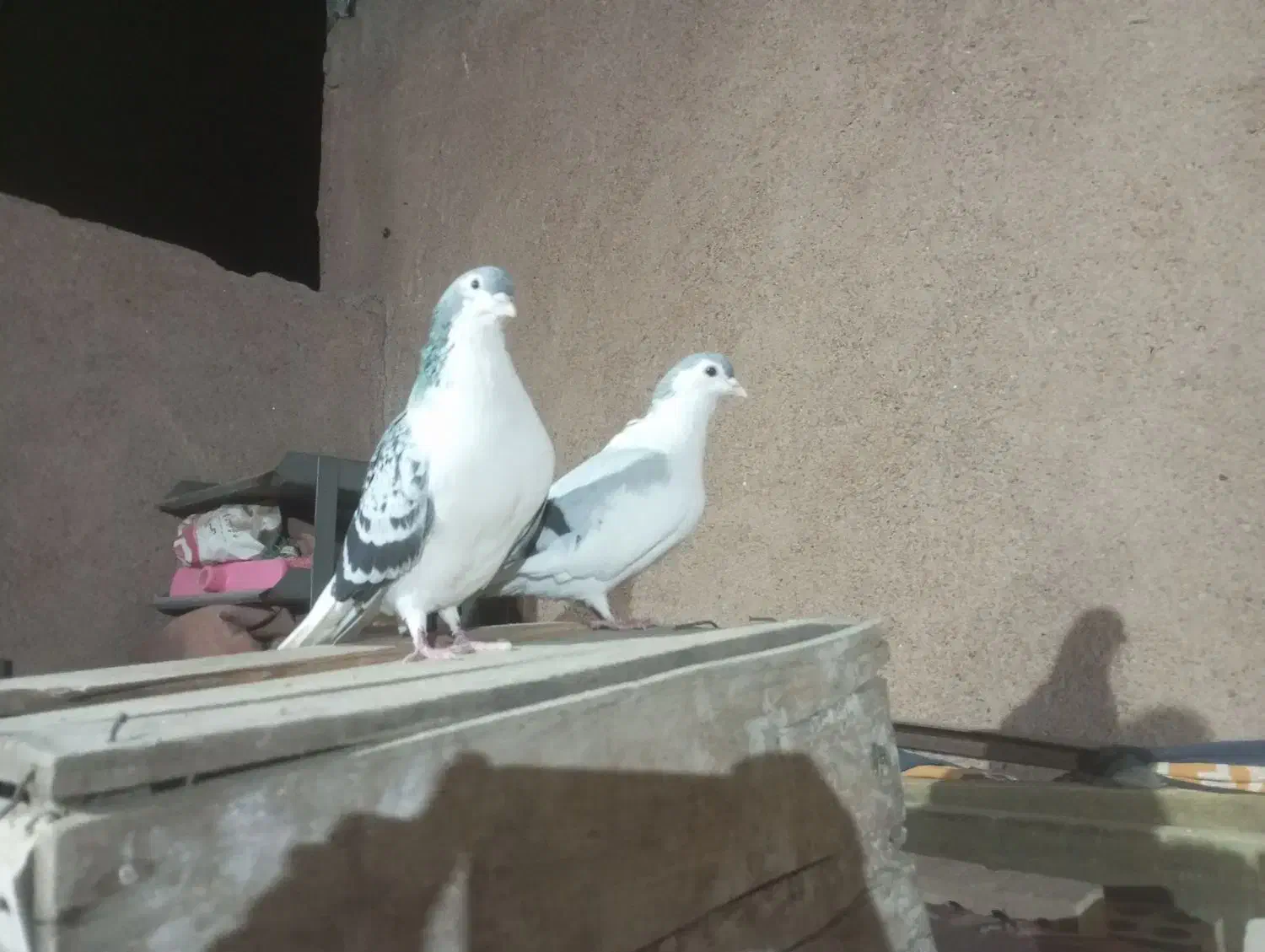 کفتر جفتگاه مگسی و چپ سبز|پرنده|ملک‌آباد, |دیوار