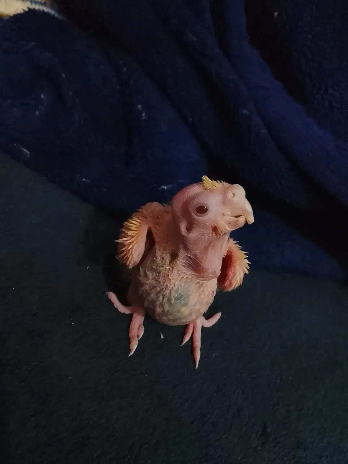 جوجه عروس ۱۳روزه لوتینو و ابلغ|پرنده|میناب, |دیوار