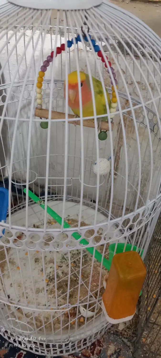 جوجه عروس+کتوله|پرنده|نیمبلوک, |دیوار