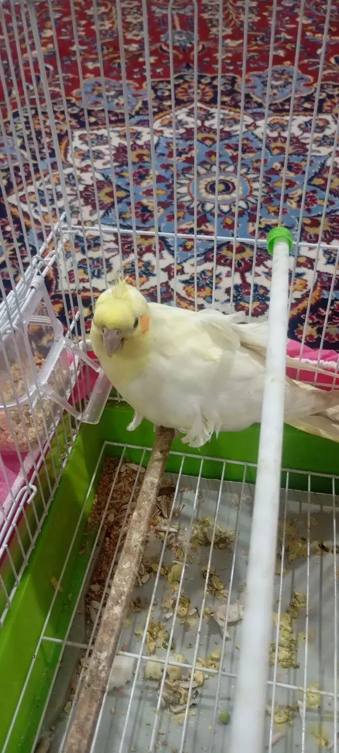 عروس هلندی ماده|پرنده|ماسال, |دیوار