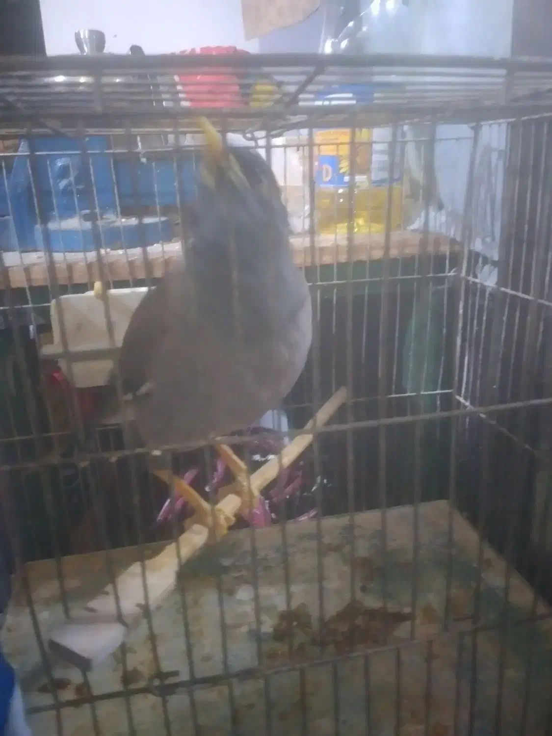 فروش  پرنده   .  مرغ مینا    دستی|پرنده|تهران, جوانمردان (اندیشه)|دیوار