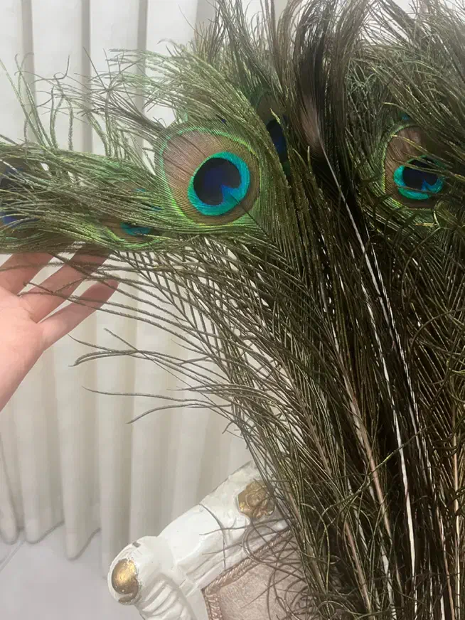 پرطاووس اصل|پرنده|مشهد, جانباز|دیوار