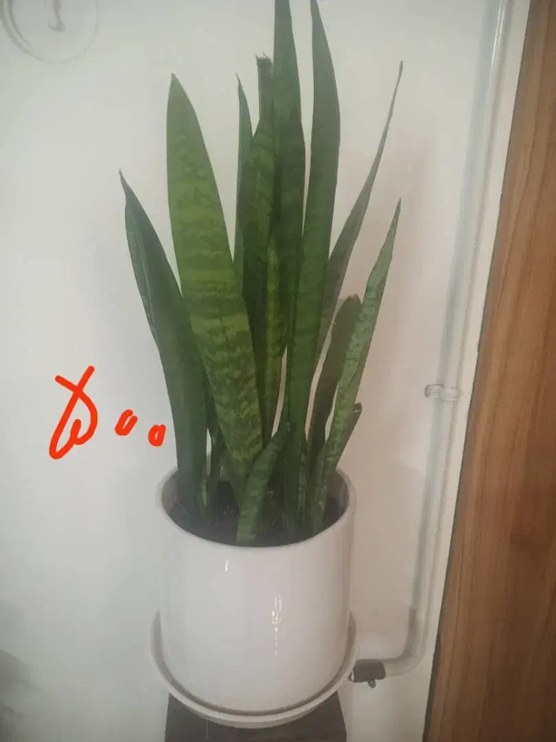 تعدادی گل طبیعی.گل یوکا بنسای.سرحال|گل و گیاه طبیعی|شاهرود, |دیوار