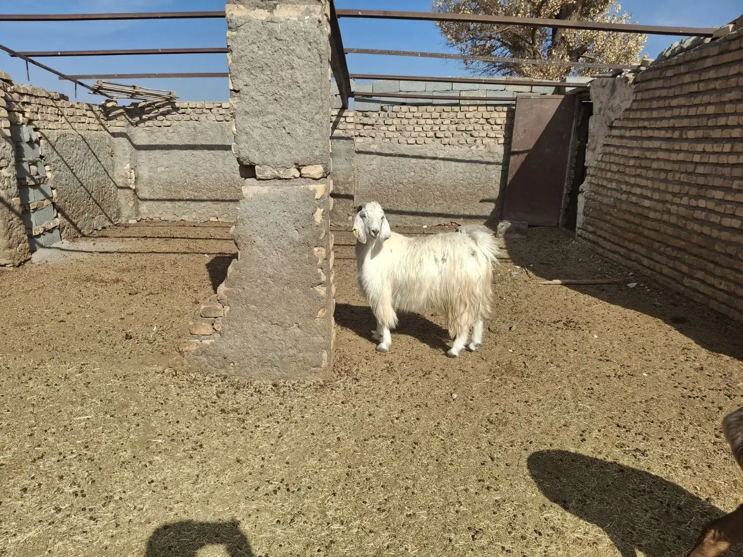 کره کیلو ۳۳۰هزارتومان|حیوانات مزرعه|بردسیر, |دیوار