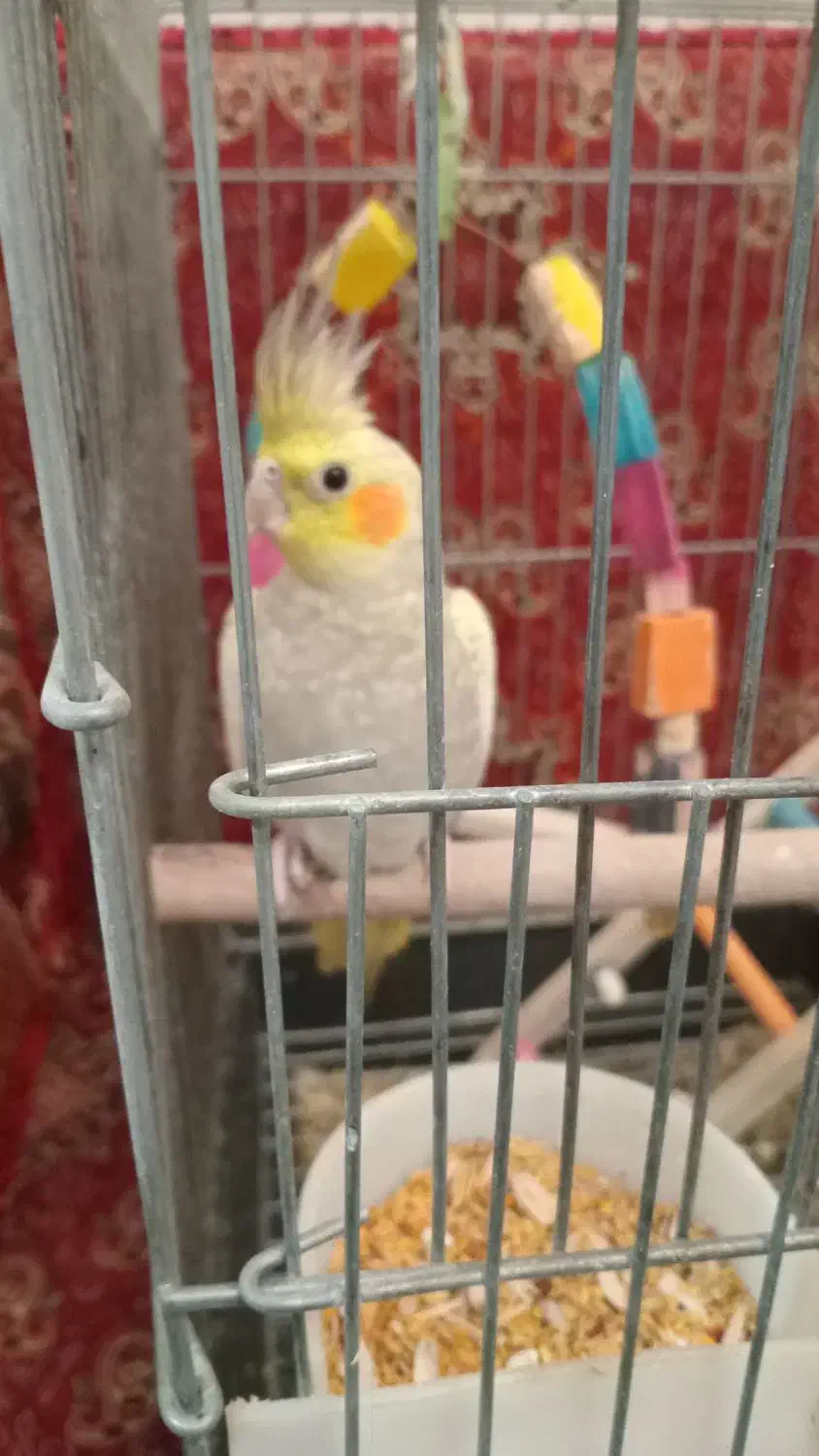 عروس هلندی نابالغ|پرنده|تهران, جیحون|دیوار