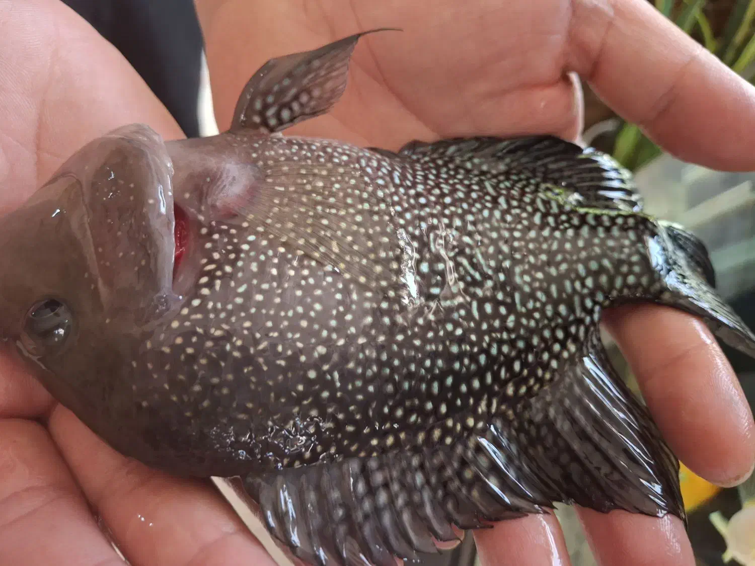 ماهی فلاور|ماهی|مشهد, حجت|دیوار