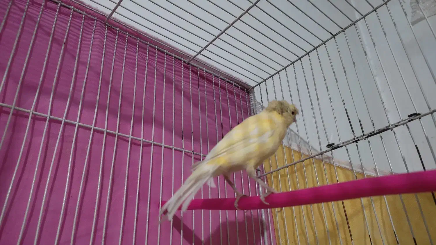 قناری ماده پرتقالی|پرنده|مشهد, امین آباد|دیوار