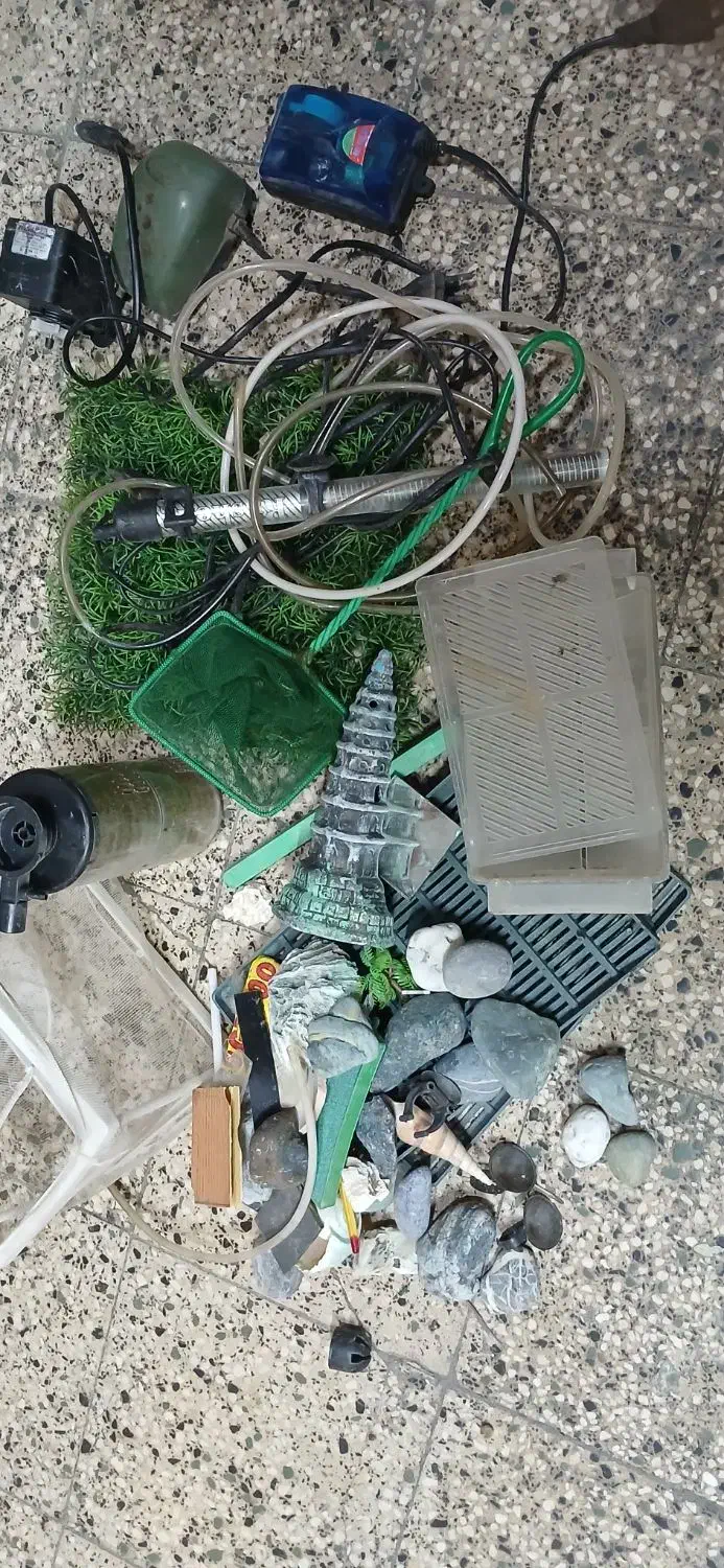 ماهی اکواریوم|ماهی|اردبیل, |دیوار