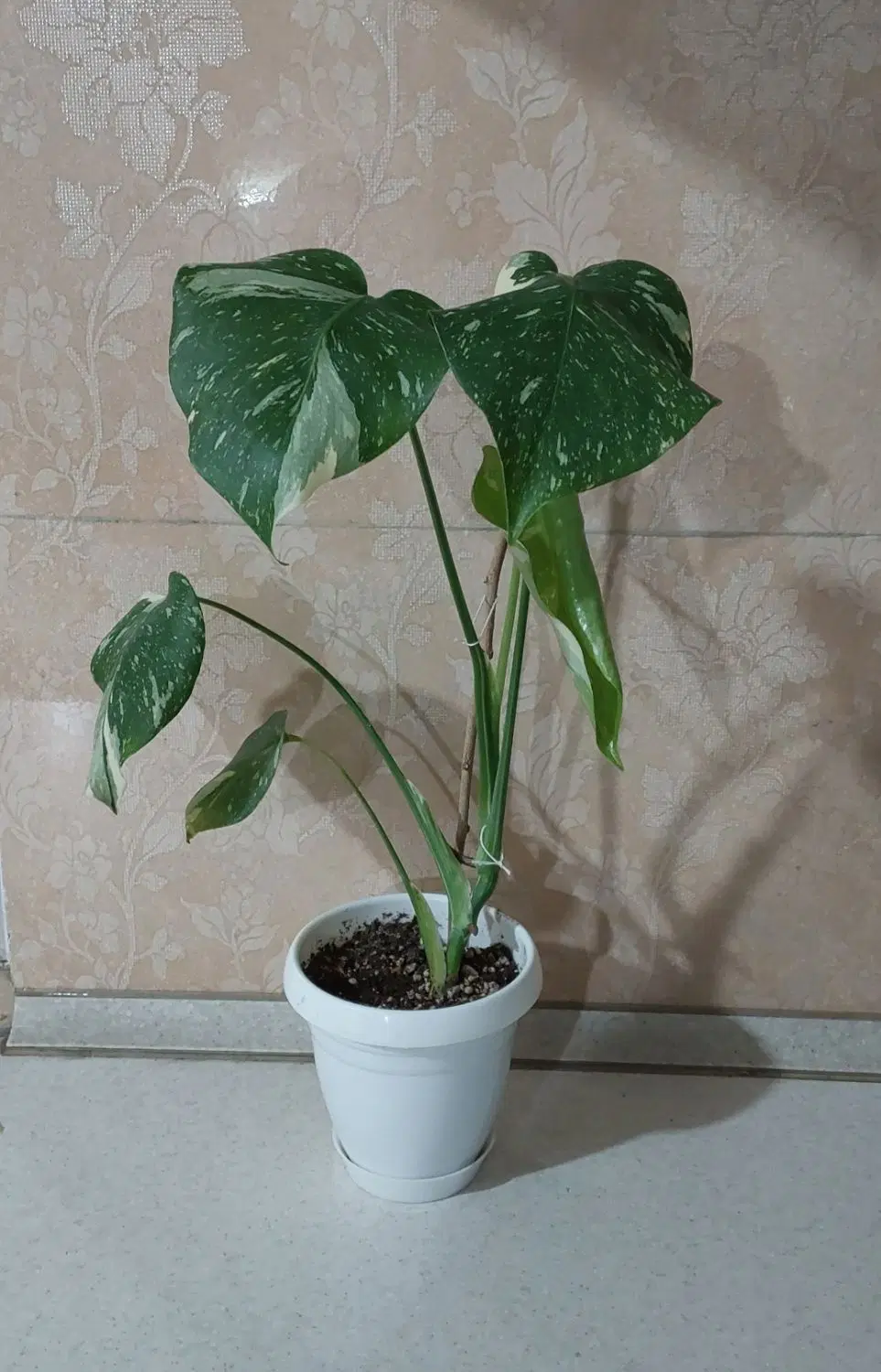 گل مانسترا ابلق تای اصلی.برگ انجیری ابلق تریکالر|گل و گیاه طبیعی|تهران, فرودگاه مهرآباد|دیوار