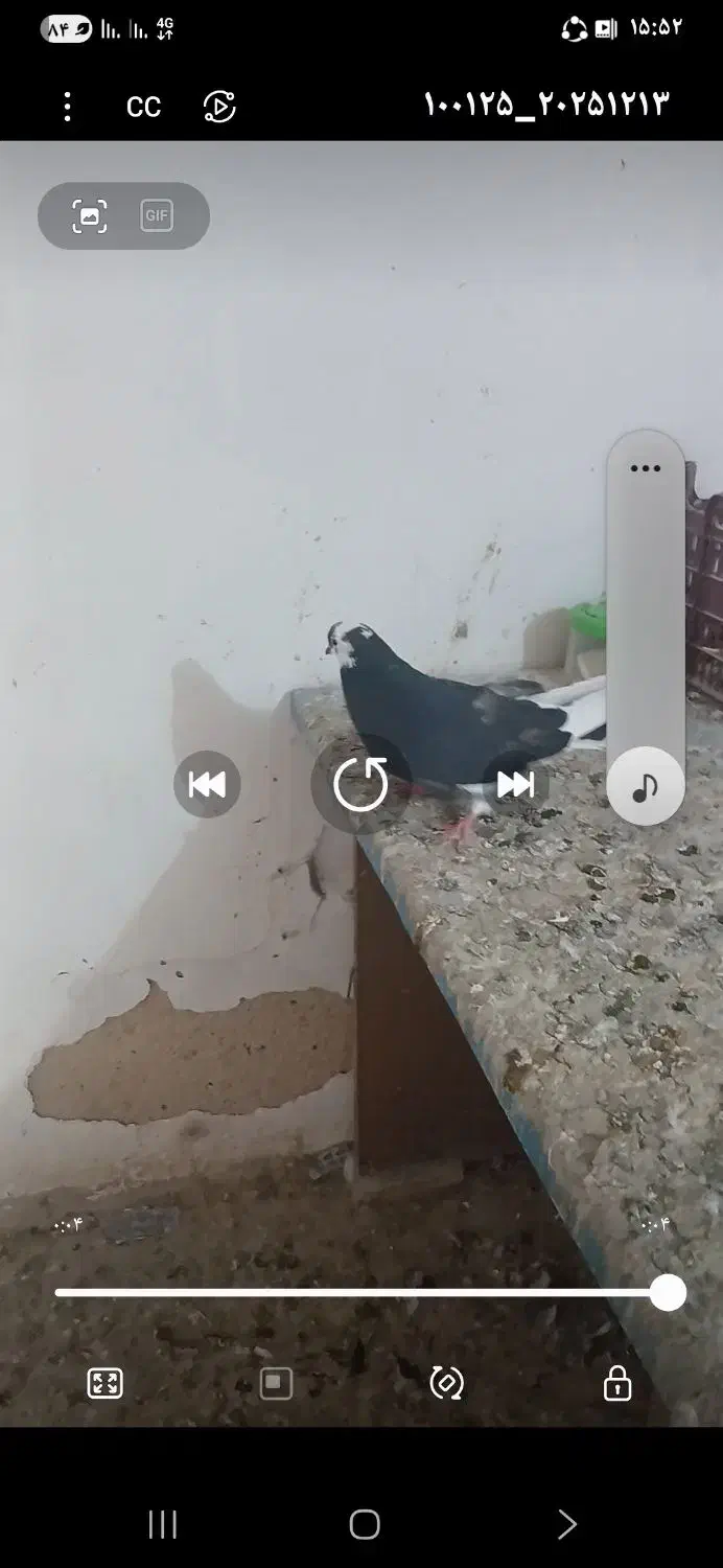 کبوتر چهارتا کبوتر گرفتنی|پرنده|شاهین دژ, |دیوار