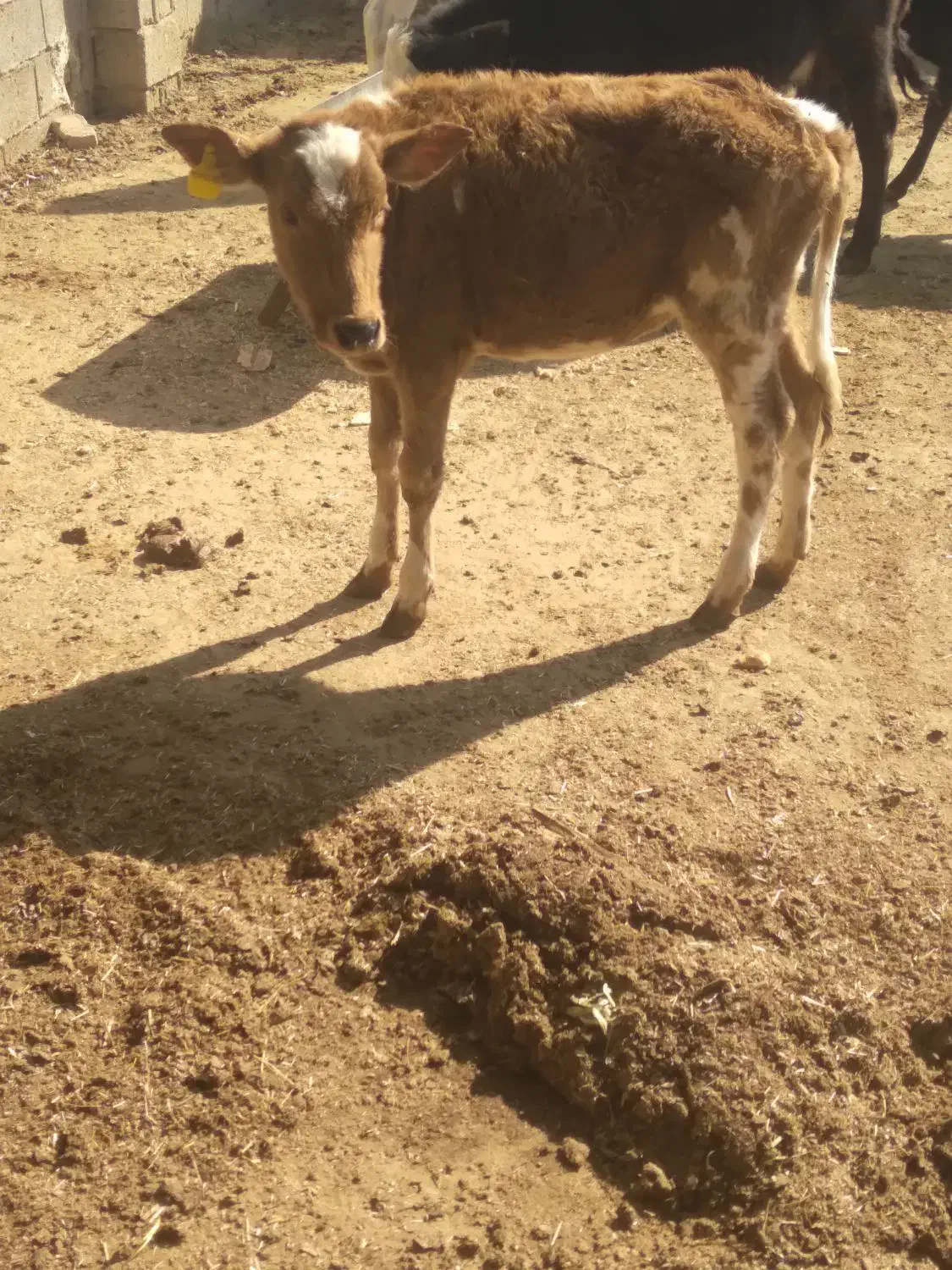 گوساله|حیوانات مزرعه|شیراز, شهرک صنعتی شیراز|دیوار