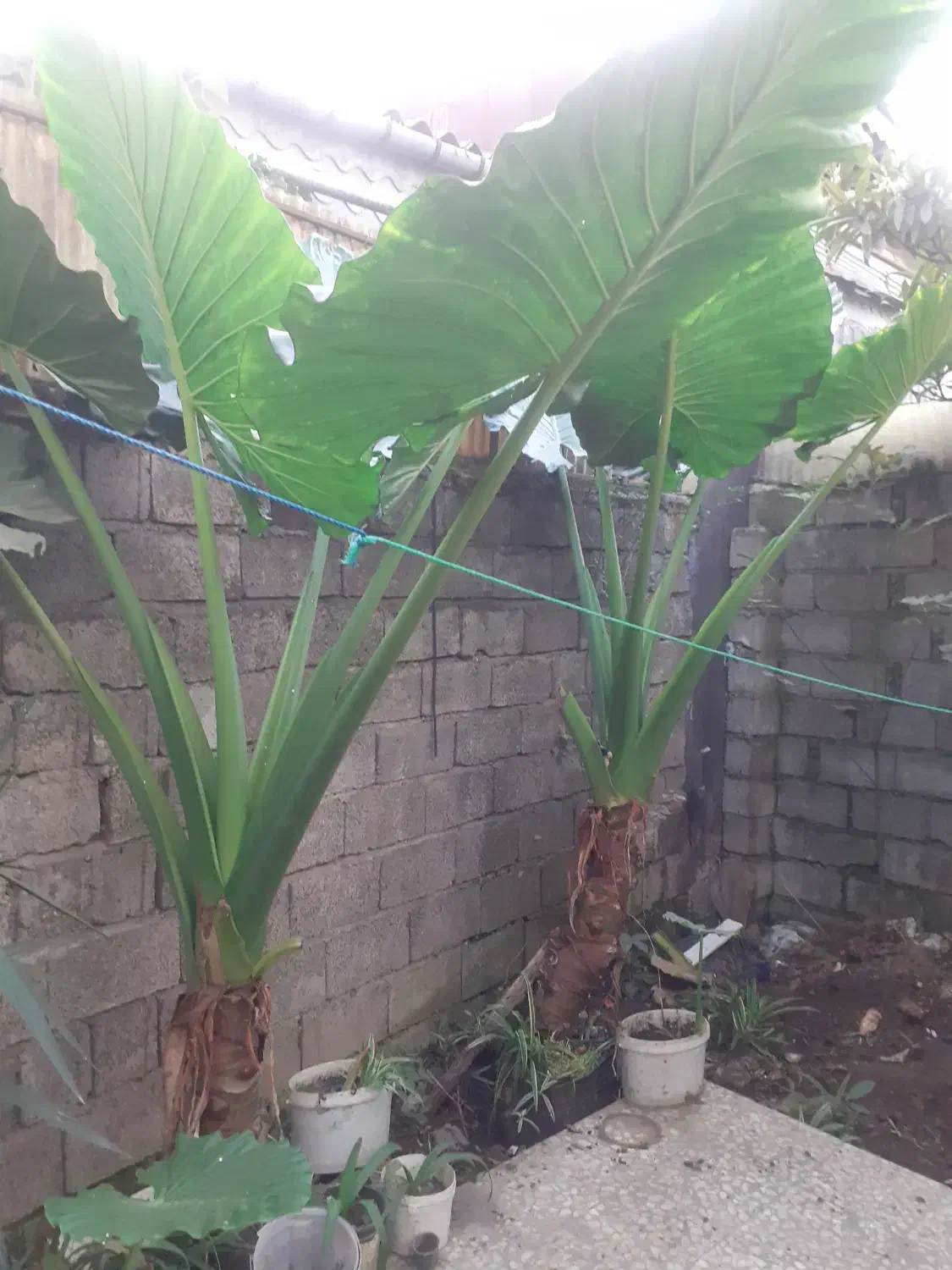 گل بابا آدم|گل و گیاه طبیعی|لاهیجان, گلستان|دیوار