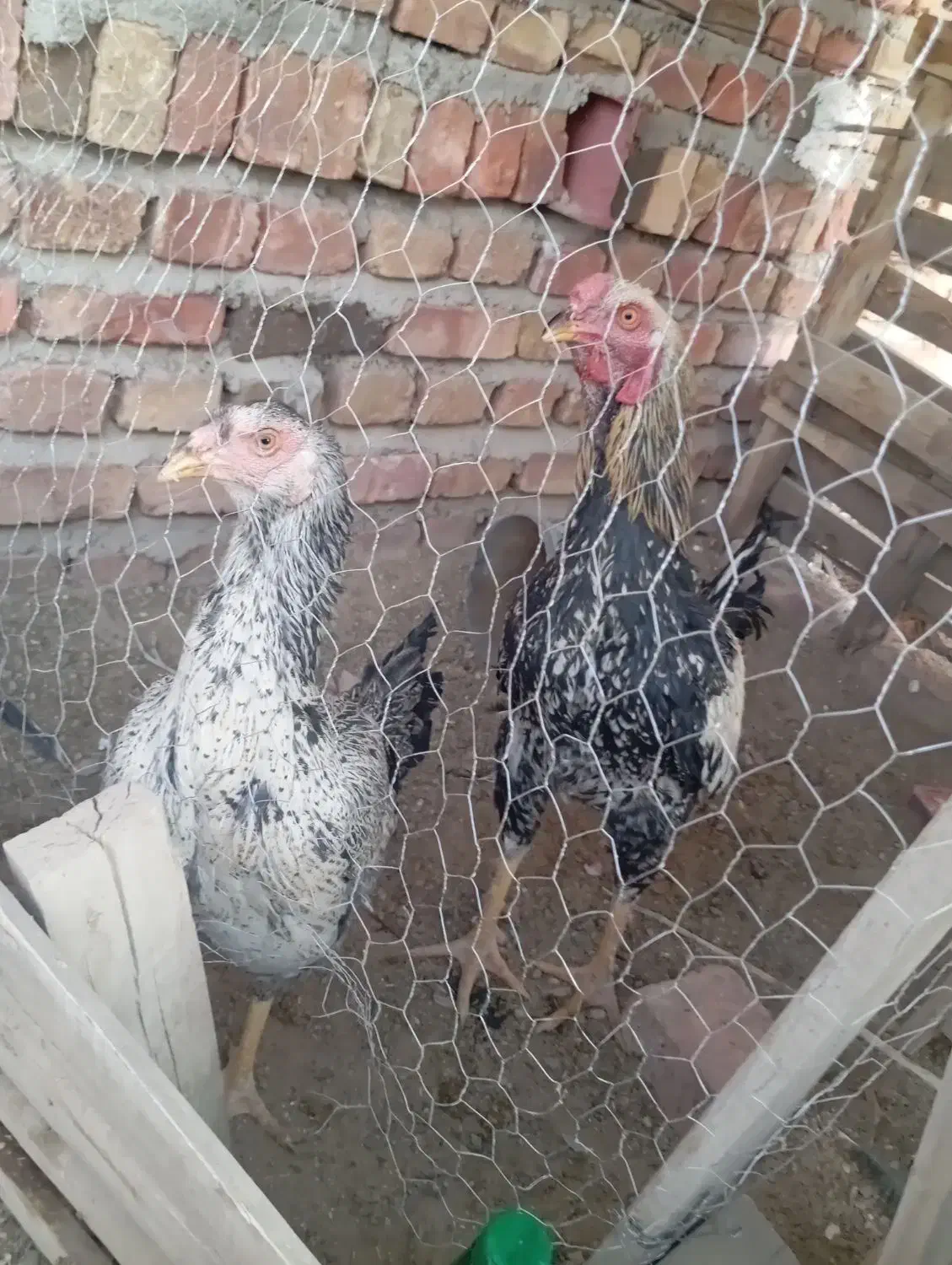 مرغ و خروس|حیوانات مزرعه|خاش, |دیوار