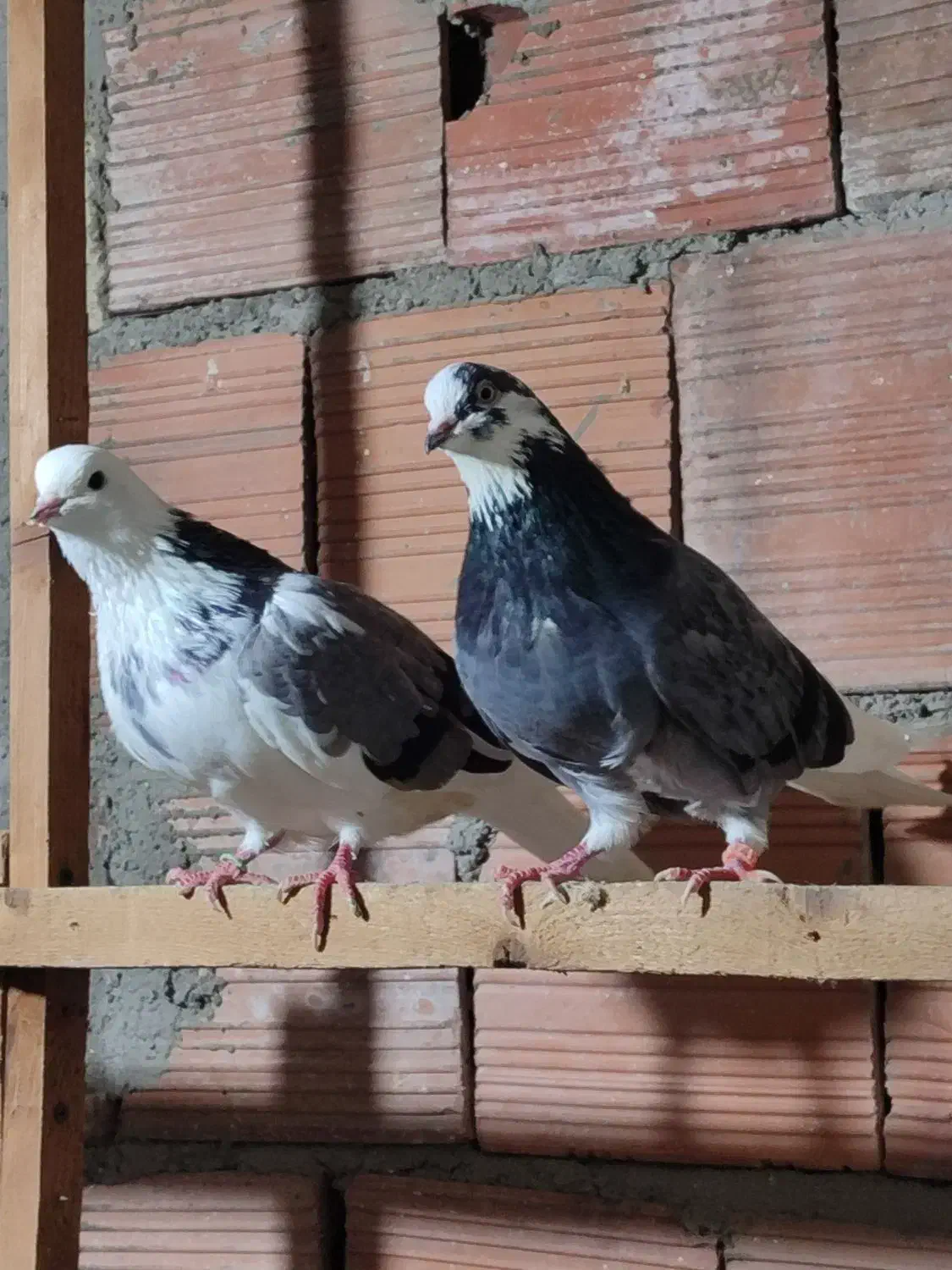 یک جفت ابلغ سبز دهن جور|پرنده|قائمشهر, |دیوار