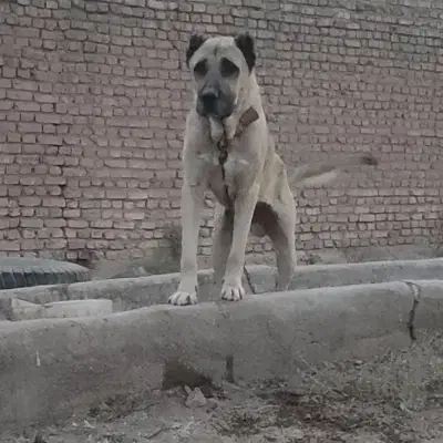 واگذاری سرابی نر گله ای|سگ|کرمان, |دیوار