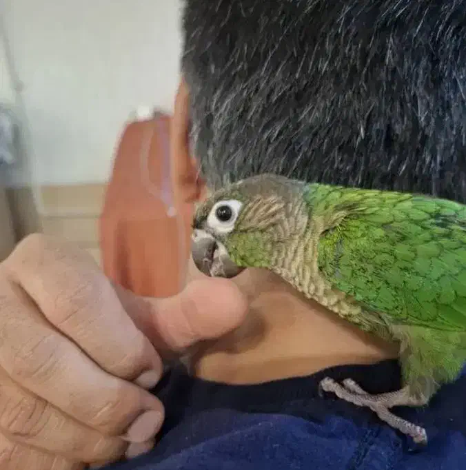 طوطی گرینچیک گم شده|حیوانات|شیراز, کفترک|دیوار