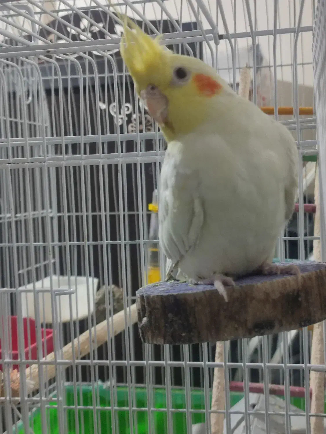 عروس هلندی|پرنده|شاهین‌شهر, فردوسی|دیوار