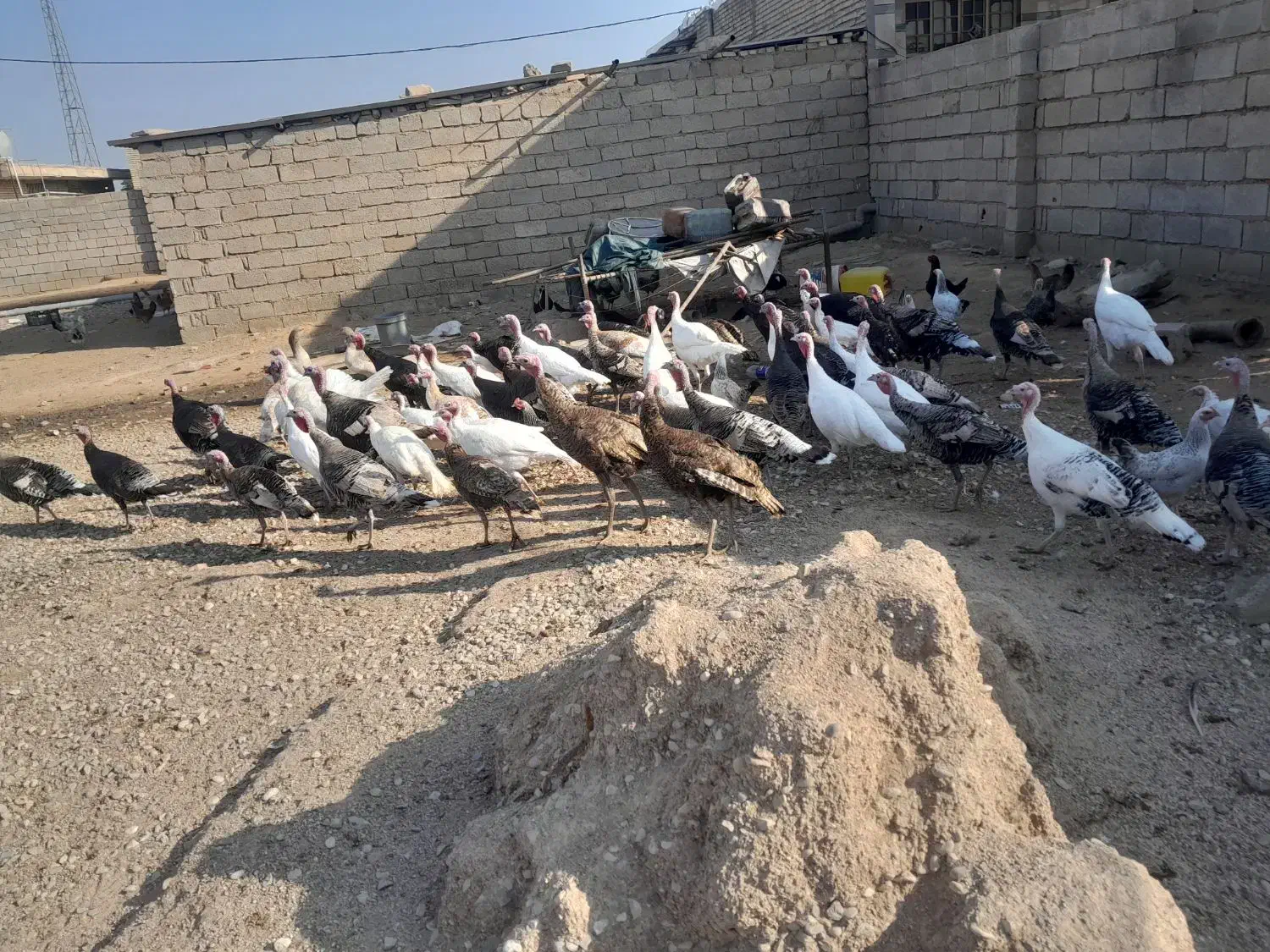 بوقلمون|حیوانات مزرعه|دزفول, |دیوار