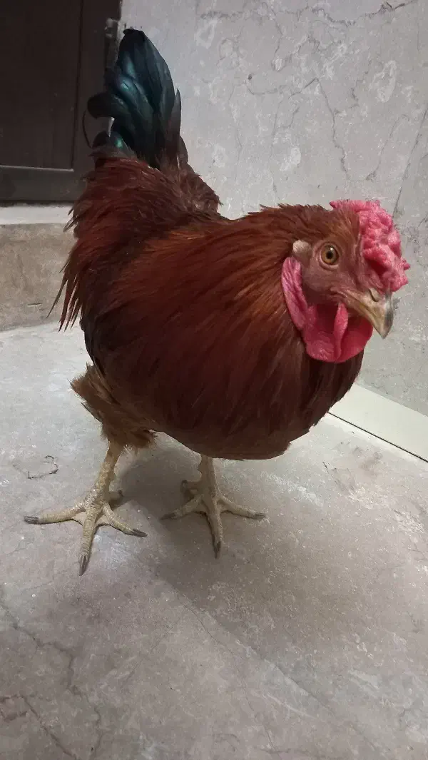 خروس گلپایگانی|حیوانات مزرعه|تهران, کوثر|دیوار